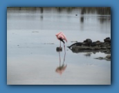 Flamingos