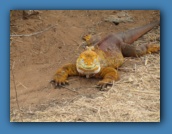 Dragon Hill was aptly named.
This is a Land Iguana.
