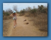Arden approaching a Land Iguana.