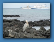 The Great Blue Heron was still at our landing site.