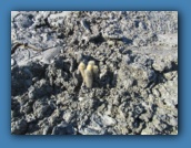 This cactus was the only thing growing in the lava.