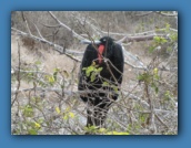 A male Great Frigatebird.
During mating season, the red throat pouch inflates like a balloon.