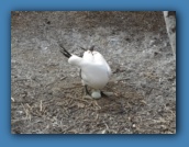 A Nazca Booby with 2 eggs!!!
Which one will survive?