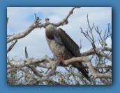 Red-footed Booby.