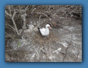 A male Nazca Booby has built a nest and waiting for a female.
Where's the TV?
