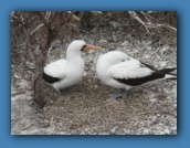 This Nazca Booby looks like he has attracted a female to his nest.