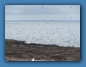 Petrels, gulls, and Boobies swarming the cliffs.