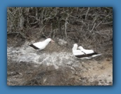 These Boobies seemed to be discussing whose nest this was.
And it got very <a href="movies/MVI_1849_x264.mp4">animated!</a>