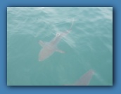 After snorkeling (hoping to see sharks), we saw these
back at the boat. They were about 10 feet long.