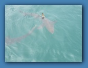 I don't think anyone wanted to see these while snorkeling!