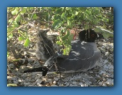 Swallow-tailed Gull on nest with baby.