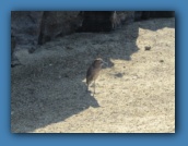 Immature Night Heron.