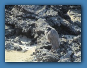 The adult Night Heron.