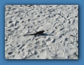 And a Marine Iguana nearby.