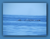 Humpback whales encountered during our transport to the submarine.