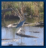 Blue Heron at Squaw Creek Wildlife Refuge, fall 2005