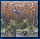 Blue Heron flying at Squaw Creek WIldlife Refuge, fall 2005